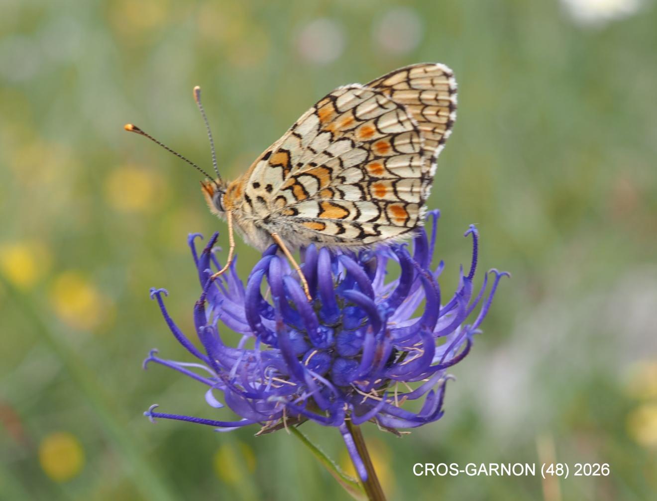 Rampion, Horned